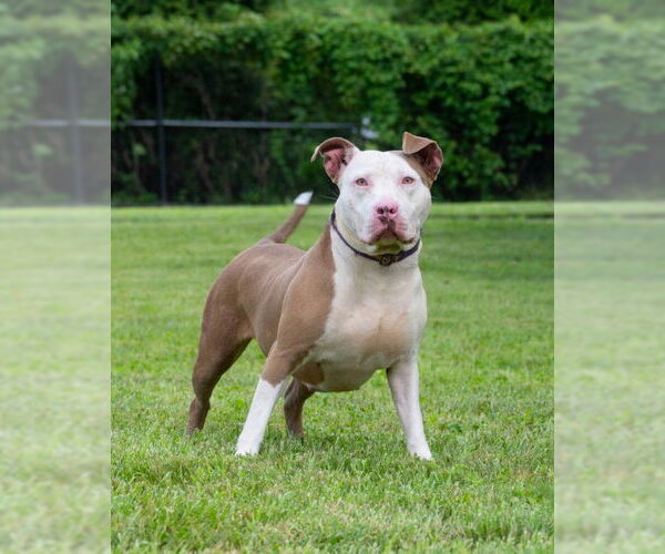 Medium Photo #2 American Pit Bull Terrier Puppy For Sale in Derwood, MD, USA