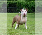Small #1 American Pit Bull Terrier