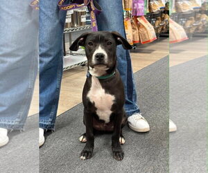 Johnny - Male Boxador Dog for Adoption - Photo #3