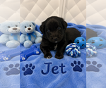 Small Australian Shepherd Mix