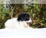 Small #4 ShihPoo