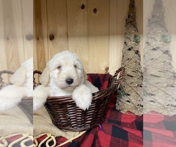 Medium Photo #7 Goldendoodle Puppy For Sale in BARDSTOWN, KY, USA