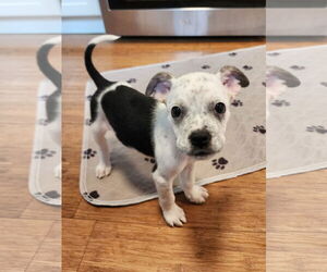 Boston Huahua Dogs for adoption in St. Louis Park, MN, USA