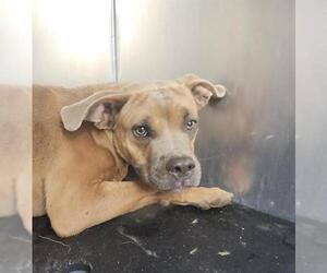 Boxer-Unknown Mix Dogs for adoption in San Antonio, TX, USA