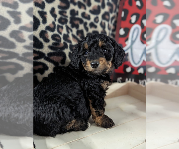 Medium Photo #7 Bernedoodle (Miniature) Puppy For Sale in SPARTA, MO, USA