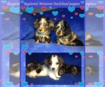 Small Photo #1 Dachshund Puppy For Sale in GREENVILLE, TX, USA