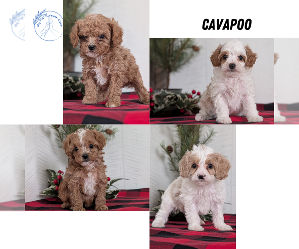Medium Photo #52 Cavapoo (Miniature) Puppy For Sale in GOSHEN, IN, USA