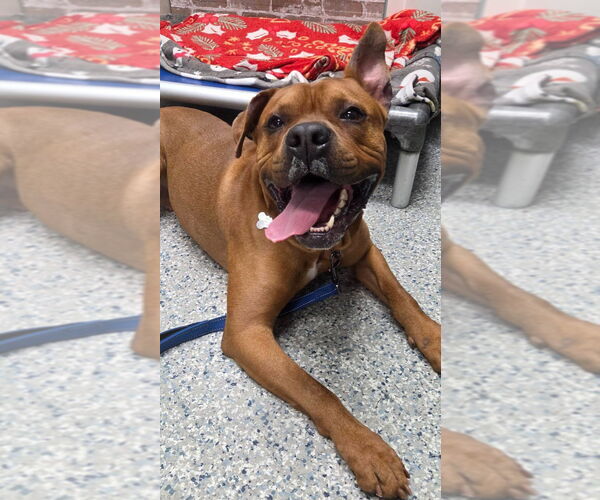 Medium Photo #14 American Staffordshire Terrier-Boxer Mix Puppy For Sale in Sayreville, NJ, NJ, USA