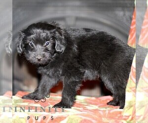 Jack-A-Poo Puppy for sale in KIRKWOOD, PA, USA