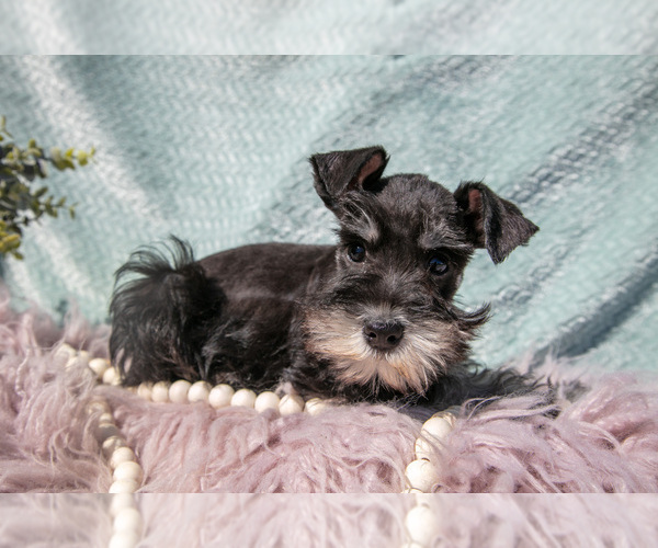 Medium Photo #6 Schnauzer (Miniature) Puppy For Sale in BALTIC, OH, USA