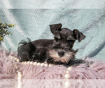 Small Photo #6 Schnauzer (Miniature) Puppy For Sale in BALTIC, OH, USA
