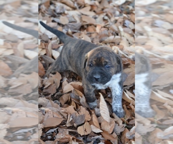 Medium Photo #5 Australian Shepherd-Boxer Mix Puppy For Sale in ORRVILLE, OH, USA
