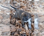 Small Photo #5 Australian Shepherd-Boxer Mix Puppy For Sale in ORRVILLE, OH, USA