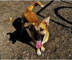 *RALPHIE - Male German Shepherd Dog-Unknown Mix Dog for Adoption - Small photo