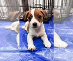 Small #2 Jack Russell Terrier