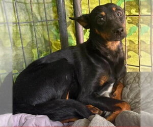 Miniature Pinscher Dogs for adoption in Bloomingdale, NJ, USA