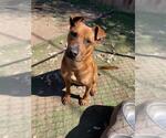 Small Chow Chow Mix