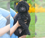 Puppy Twix Goldendoodle