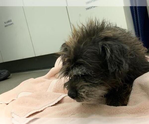 Medium Photo #1 Border Terrier Puppy For Sale in Berkeley , CA, USA