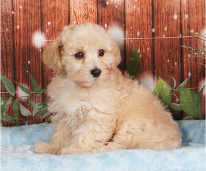 Maltipoo Puppy for sale in PENNS CREEK, PA, USA