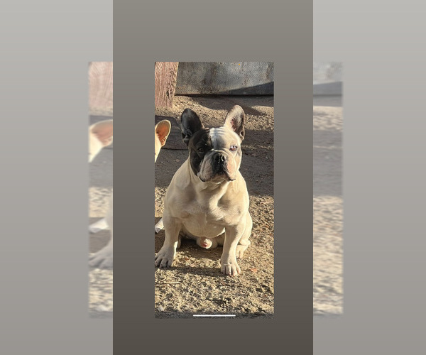 Medium Photo #1 French Bulldog Puppy For Sale in PHELAN, CA, USA