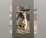 Small Photo #1 French Bulldog Puppy For Sale in PHELAN, CA, USA