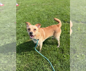 Fluffy - Male Chihuahua-Unknown Mix Dog for Adoption - Photo #4