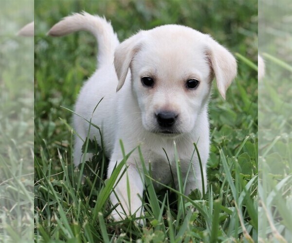Medium Photo #7 Labrador Retriever Puppy For Sale in SYRACUSE, IN, USA