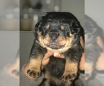 Small Photo #10 Rottweiler Puppy For Sale in SYKESVILLE, MD, USA