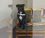 Small #16 American Staffordshire Terrier Mix