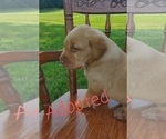 Small Photo #2 Labrador Retriever Puppy For Sale in SAYRE, PA, USA