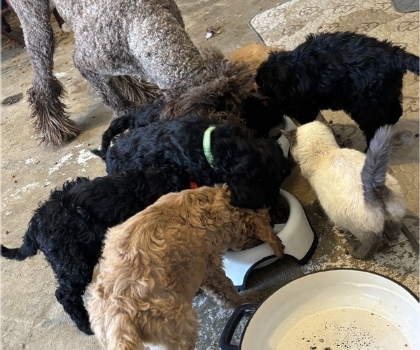 Medium Photo #1 Poodle (Standard) Puppy For Sale in DEXTER, MO, USA