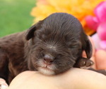 Small #1 Cavapoo
