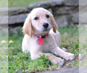 Medium Golden Retriever