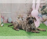 Small #1 Catahoula Leopard Dog