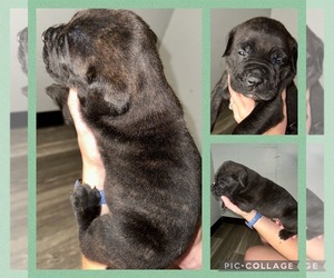 Cane Corso Puppy for Sale in CARRIERE, Mississippi USA
