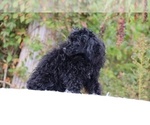 Small #17 Poodle (Miniature)
