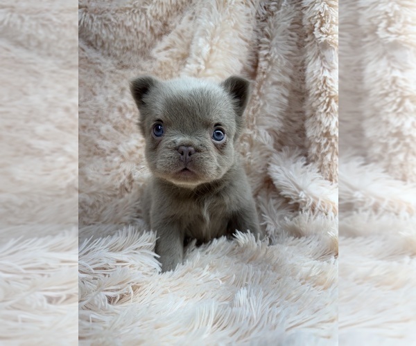 Medium Photo #1 French Bulldog Puppy For Sale in SACRAMENTO, CA, USA