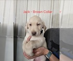 Puppy Jack Labrador Retriever