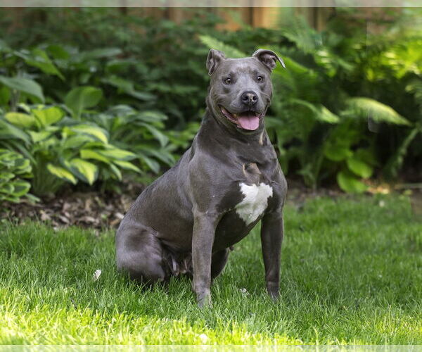 Medium Photo #6 American Pit Bull Terrier-Unknown Mix Puppy For Sale in Farmington, MN, USA