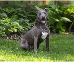Small #5 American Pit Bull Terrier Mix