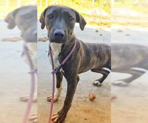 Unknown-Whippet Mix Dogs for adoption in Newfoundland, PA, USA