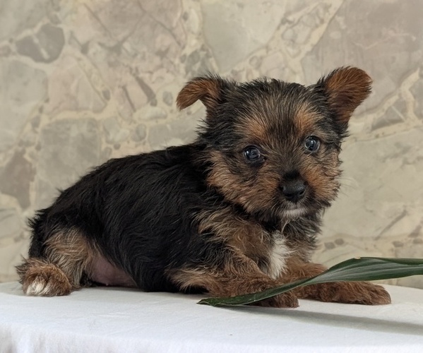 Medium Photo #27 Yorkshire Terrier Puppy For Sale in GOSHEN, IN, USA