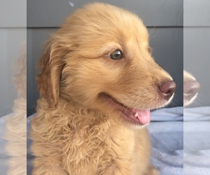 Golden Retriever Puppy for sale in SANTA ANA, CA, USA