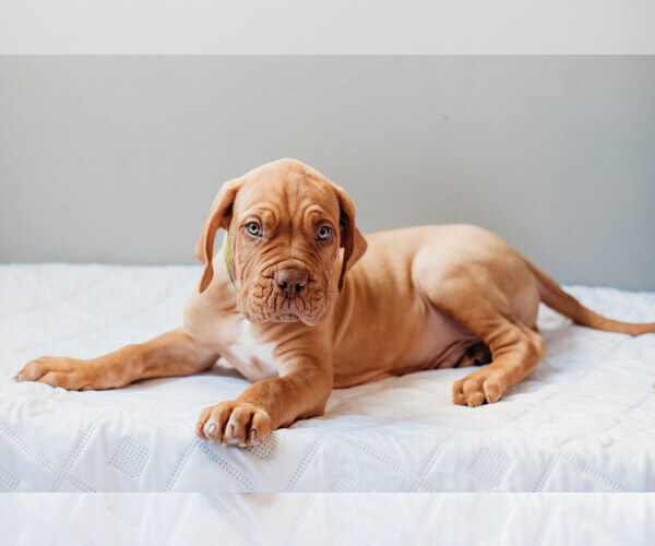 Medium Photo #1 Dogue de Bordeaux Puppy For Sale in COLUMBIA, MO, USA