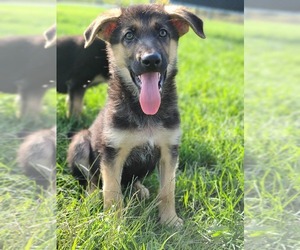 German Shepherd Dog Puppy for sale in WARREN, MA, USA