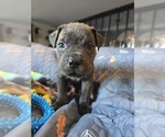 Small #10 Cane Corso