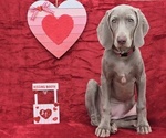 Small Photo #1 Weimaraner Puppy For Sale in NEWCASTLE, OK, USA