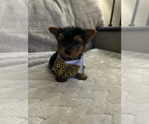 Morkie Puppy for sale in VIRGINIA BEACH, VA, USA