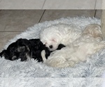 Small Photo #6 Maltipoo-Zuchon  Puppy For Sale in GLENDALE, AZ, USA